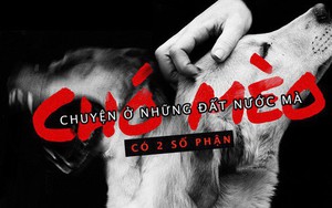 Chuyện ở những đất nước mà chó mèo có hai số phận: Được cưng chiều hết mực, hoặc oặt mình trong lồng cũi tới bàn tiệc