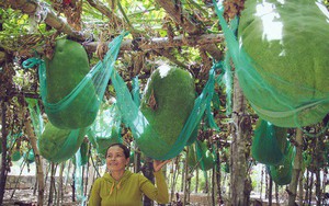 Cận cảnh khu vườn với những quả bí đao khổng lồ "nằm võng" tự chế, phải 2 người vác mới nổi