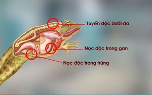 Trẻ suy dinh dưỡng có nên cho ăn thịt cóc?