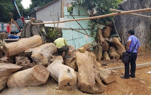 Từ hiện trường nhà "trùm ma túy" ở Lóng Luông: Gỗ quý xếp chồng cao hàng mét