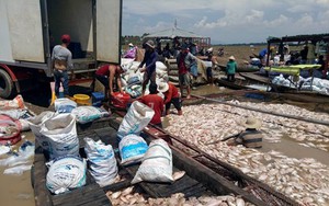 Đồng Nai: 1.500 tấn cá chết trên sông La Ngà là do thiên tai