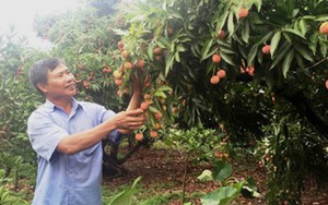 Thương nhân Trung Quốc đổ xô sang Việt Nam “săn” vải thiều Lục Ngạn