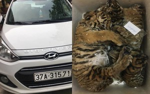 Kiểm tra xe con 4 chỗ phát hiện 5 cá thể hổ giấu bên trong