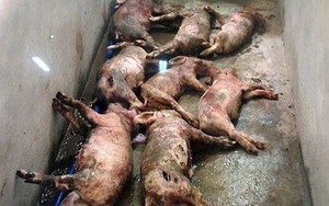 Điều tra kẻ đột nhập vào trang trại đâm chết 12 con lợn của người dân