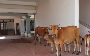 Nhường đất cho cty Formosa, trụ sở mới trị giá 33 tỷ đồng thành nơi trú ngụ của trâu bò, Bí thư xã nói gì?