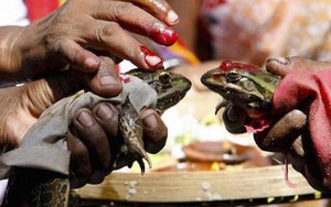 Đám cưới ếch ở Ấn Độ