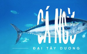Các nhà khoa học đang thuần hóa cá ngừ vây xanh đang trong diện nguy cấp để có đủ nguyên liệu mà làm sushi