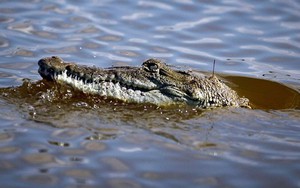Con trai bị cá sấu lôi xuống sông, người mẹ lập tức làm một việc cứu sống được cậu bé
