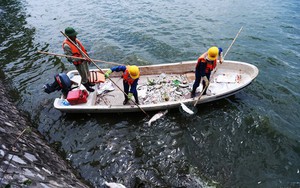 Giải pháp nào khắc phục hiện tượng cá chết ở Hồ Tây?