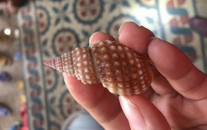 Cô giáo trẻ chết sau khi ăn ốc lạ: Độc của loại ốc này không có thuốc giải