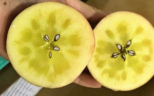 Tiết lộ về loại táo mật bạc triệu đang được "săn đón", luôn trong tình trạng hết hàng