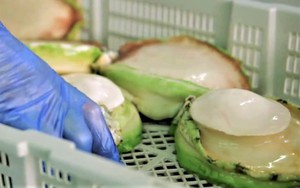 Bào ngư viền xanh 7 triệu đồng/kg, đắt bỏng tay nhà giàu vẫn chi tiền mua tẩm bổ