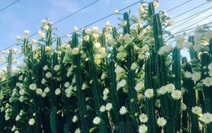 Cư dân mạng phát sốt với hàng rào xương rồng nở đầy hoa trắng, làm mát rượi một con đường