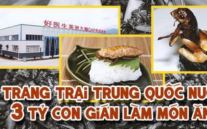 Ghé thăm trang trại nuôi 3 tỷ con gián để làm thức ăn và thuốc chữa bệnh tại Trung Quốc