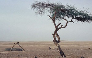 Những cái cây cô độc nhất hành tinh: Vẻ đẹp của sự lẻ loi khiến chúng trở nên nổi tiếng