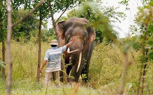 Voi rừng tinh khôn “né” rào điện hàng chục tỷ đồng tấn công nhà dân