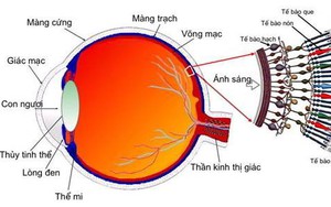 Tim mạch - Nội tiết - Máu - Những bệnh lý liên quan đến mắt không thể chủ quan
