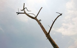 Hà Nội: Hàng loạt cây xanh chết khô trên đường nghìn tỷ