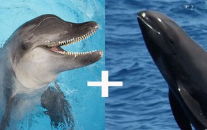 Cá heo lai cá voi - lần đầu tiên khoa học tìm thấy loài lai kỳ lạ này đấy!