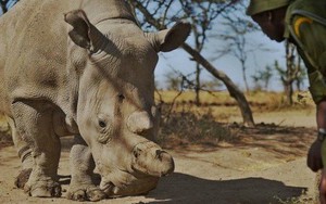 Thành quả đột phá này sẽ giúp loài tê giác trắng Bắc Phi thoát cảnh tuyệt chủng