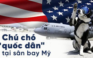 Chú chó "quốc dân" tại sân bay Michigan ở Mỹ