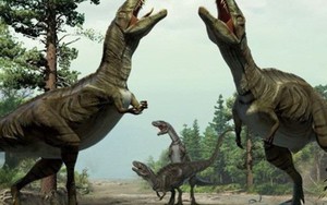 Tại sao hai chi trước của khủng long bạo chúa lại "tí hon" đến vậy?