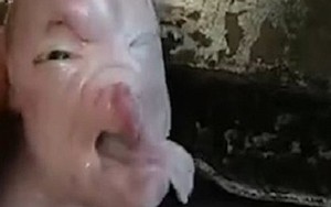 Lợn con dị tật có khuôn mặt giống người