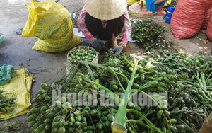 Cần Thơ: Thu mua cau non bán sang Trung Quốc làm kẹo?