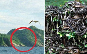 Hòn đảo nguy hiểm bậc nhất thế giới, cấm con người đặt chân lên tại Brazil: 1 mét vuông 5 con rắn
