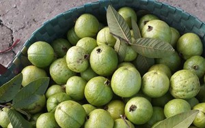 Chị em “tranh nhau” mua ổi găng Đông Dư giòn ngọt giá 15.000 đồng/kg