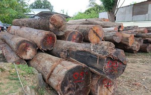 Kỷ luật nhiều kiểm lâm để trùm gỗ lậu Phượng “râu” lộng hành