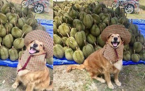 Chú chó nhỏ đội mũ chống nắng, hớn hở ngồi bán sầu riêng khiến dân mạng thích thú
