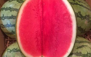 Dưa hấu không hạt đỏ au giá 30 nghìn đồng/kg hút khách Hà thành
