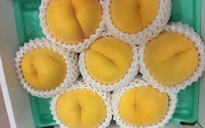 Thị trường lại “sốt” trước loại đào vàng Nhật Bản giá cả triệu đồng/kg