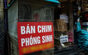 Chuyên gia văn hóa lý giải tục phóng sinh chim "tháng cô hồn"