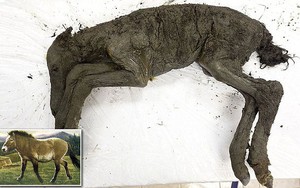 Phát hiện hóa thạch ngựa còn nguyên vẹn sau 40.000 năm tại hố tử thần ở Siberia