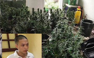 Vạch mặt kỹ sư đồ họa chuyển nghề trồng và "chế" cần sa tại nhà chung cư