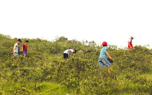 Huy động cả nhà lên núi hái sim, thu nửa triệu mỗi ngày