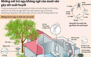 Những nơi trú ngụ không ngờ của muỗi vằn gây sốt xuất huyết