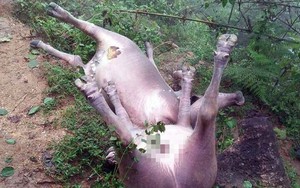 Sét đánh chết 8 con trâu trong rừng ở Hà Giang