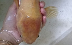 Ngư dân Tiền Giang bắt được cá rô vàng hiếm thấy