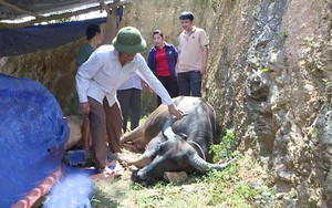 Cả xã hoang mang vì trâu bò đột ngột chết hàng loạt