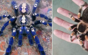 Viện bảo tàng bị trộm mất hơn 7.000 loài côn trùng và nhện kinh dị nhất, và lý do đằng sau thật bất ngờ