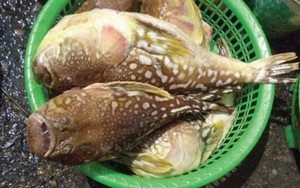 Lại có ngộ độc cá nóc: Gặp họa vì chủ quan