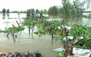 Vỡ đê, 148 ha lúa ở Đồng Tháp chìm trong nước lũ