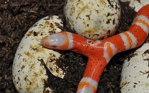 Kỳ lạ rắn bạch tạng hai đầu cực hiếm