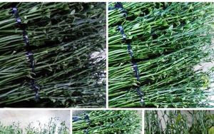Tung tin mua lá cà phê tươi 50.000 đồng/kg là để... câu like