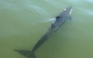 Cá heo bị thương bơi lạc vào sông ở Hội An