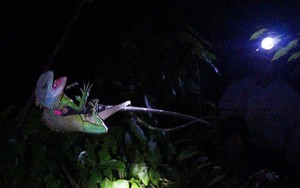 Săn "rồng đất" trên cao nguyên