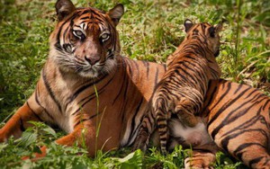 Tin mừng với thế giới: Hổ Nepal đang hồi sinh, số lượng tăng gấp đôi chỉ trong chưa đầy 1 thập kỷ